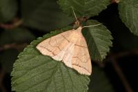 Herminia grisealis