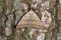Herminia tarsicrinalis