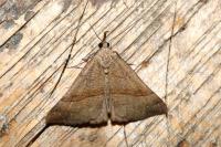 Hypena proboscidalis