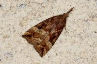 Hypena rostralis