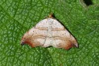 Laspeyria flexula