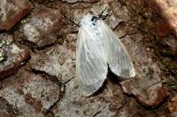 Leucoma salicis