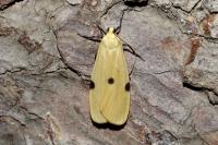 Lithosia quadra