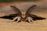 Lymantria dispar