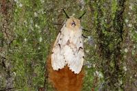 Lymantria dispar