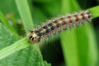 Lymantria dispar