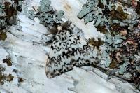 Lymantria monacha