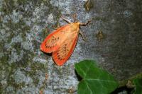Miltochrista miniata