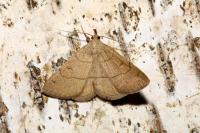 Paracolax tristalis