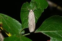 Pelosia muscerda