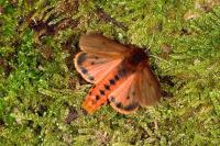 Phragmatobia fuliginosa