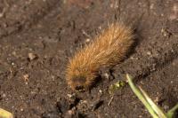 Phragmatobia fuliginosa