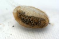 Phragmatobia fuliginosa