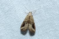 Schrankia costaestrigalis