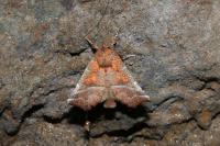Scoliopteryx libatrix