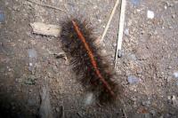 Spilosoma lubricipeda