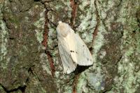 Spilarctia lutea