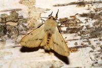 Spilarctia lutea