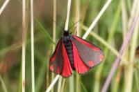 Tyria jacobaeae