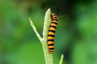 Tyria jacobaeae