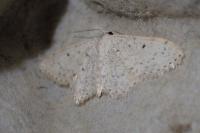 Scopula marginepunctata