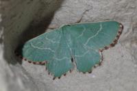 Thalera fimbrialis