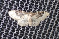 Idaea rusticata