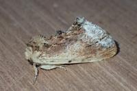 Ptilodon cucullina