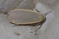 Collita griseola