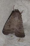 Hoplodrina blanda