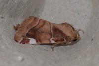 Cosmia diffinis