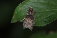 Nephopterix angustella