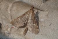 Dolicharthria punctalis