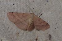 Scopula rubiginata