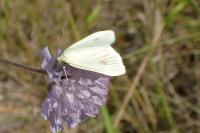 Sitochroa palealis