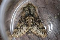 Apocheima hispidaria