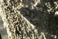 Xylocampa areola