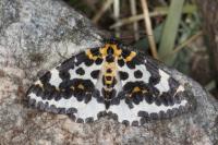 Abraxas grossulariata