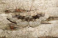 Alcis repandata