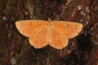 Angerona prunaria