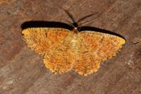 Angerona prunaria