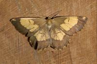 Angerona prunaria