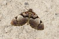 Anticlea derivata