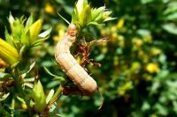 Aplocera praeformata