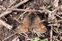 Archiearis parthenias