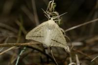 Aspitates gilvaria