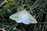 Aspitates gilvaria