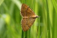 Camptogramma bilineata