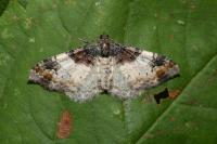 Catarhoe cuculata