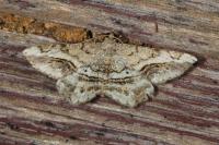 Chiasmia aestimaria